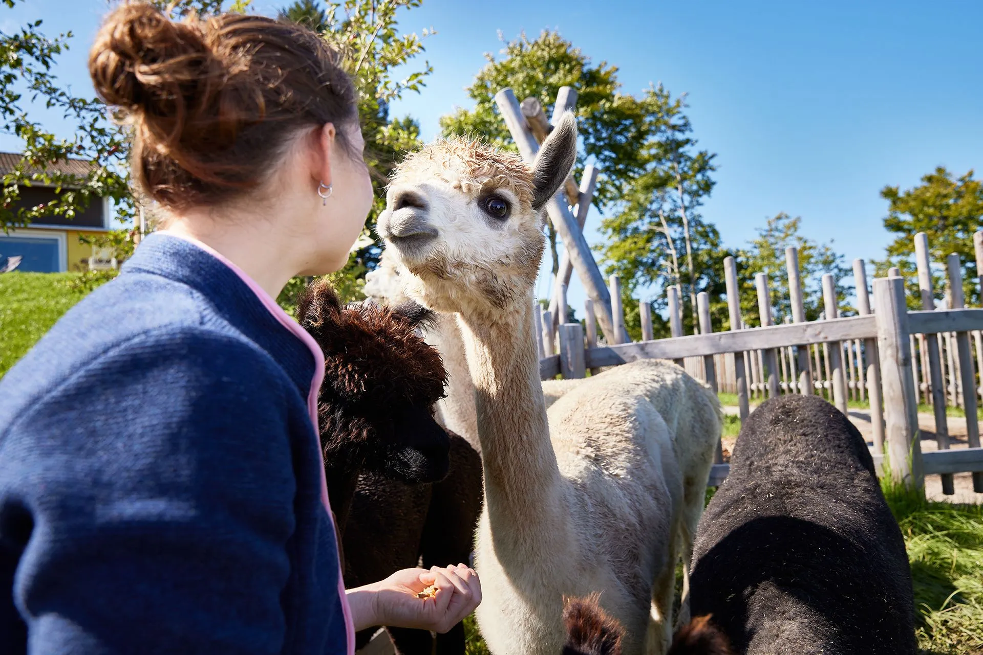 KUKU-Berghotel-Header-Erleben-Alpakas